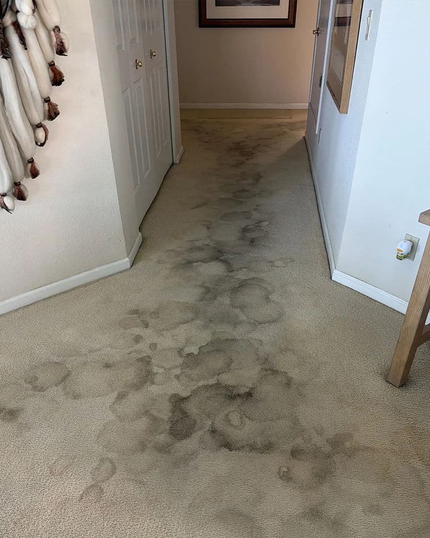 Hallway carpet, before cleaning