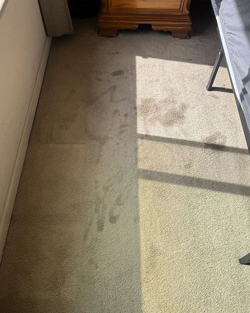 Carpet spots, before cleaning
