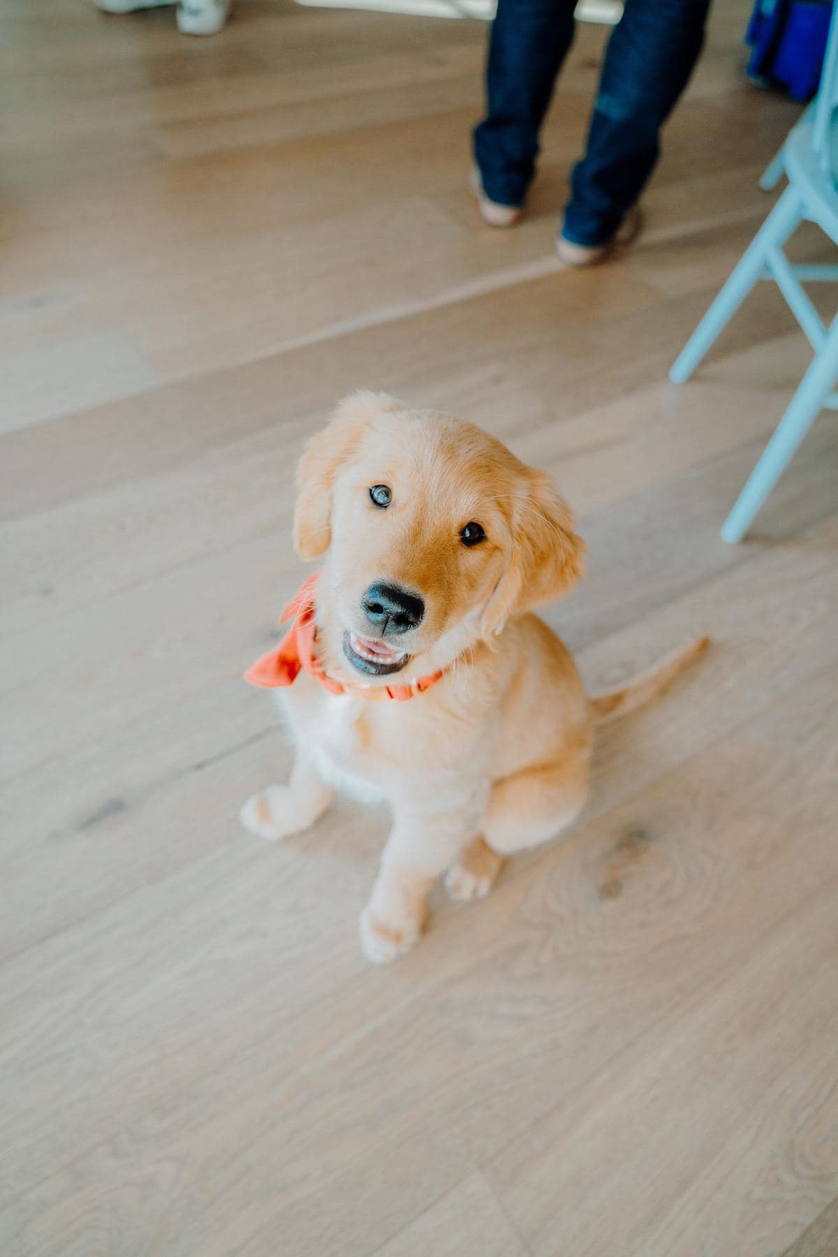 Golden retriever puppy sitting on a wood floor